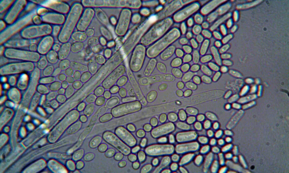 Puraz Probiotic+ with Bacillus coagulans SNZ 1969 spore-forming probiotic ingredient
