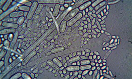 Puraz Probiotic+ with Bacillus coagulans SNZ 1969 spore-forming probiotic ingredient