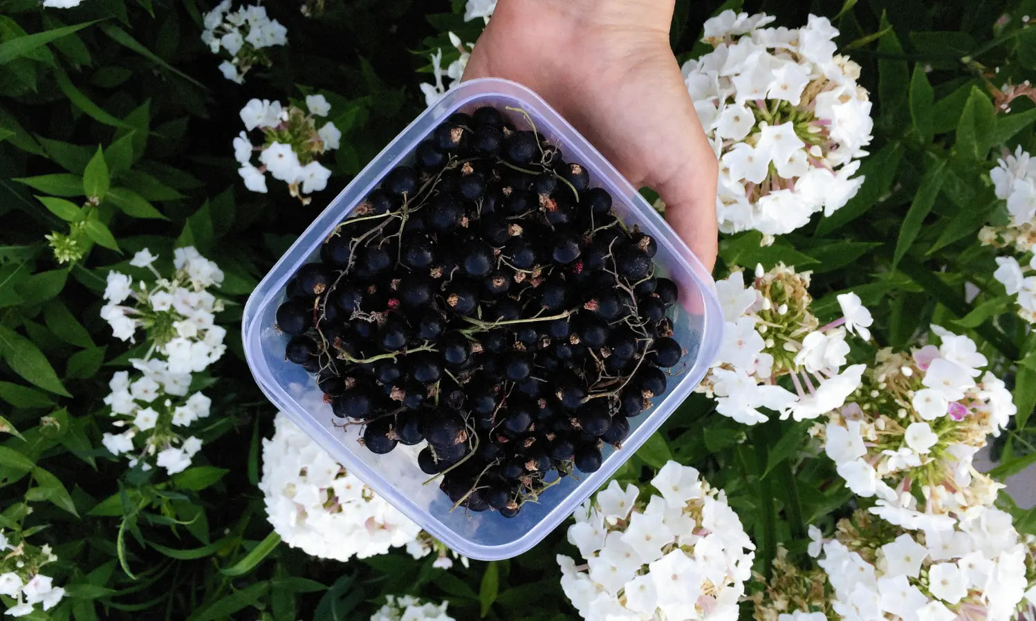 Blackcurrant Powder Benefits: Anthocyanins, Vitamin C and Daily Berry Support