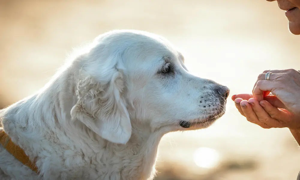 Older dog beside its food bowl with Petifort pet joint support and a separate human supplement container kept away