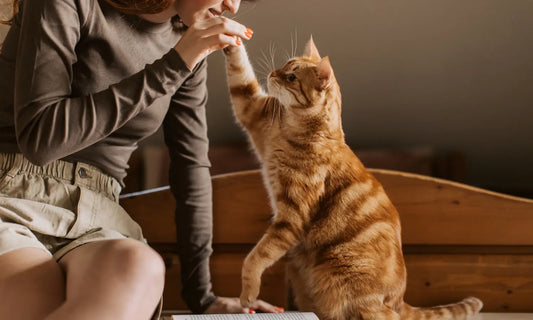 Older cat using a low stable step beside a sunny window in a New Zealand home