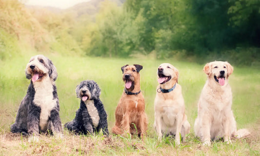 Dog food bowl with Petifort powder and ingredient notes for green-lipped mussel collagen and hyaluronic acid