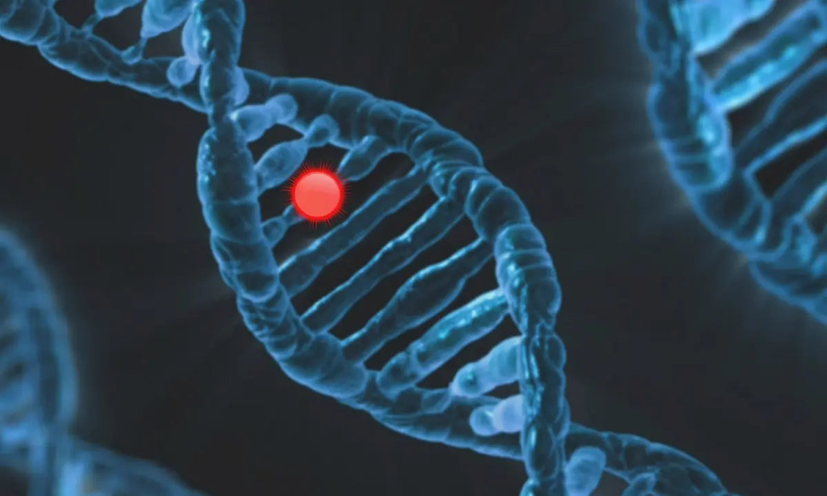 Considering TA-65? What a NZ-Made Telomere Supplement Offers Instead