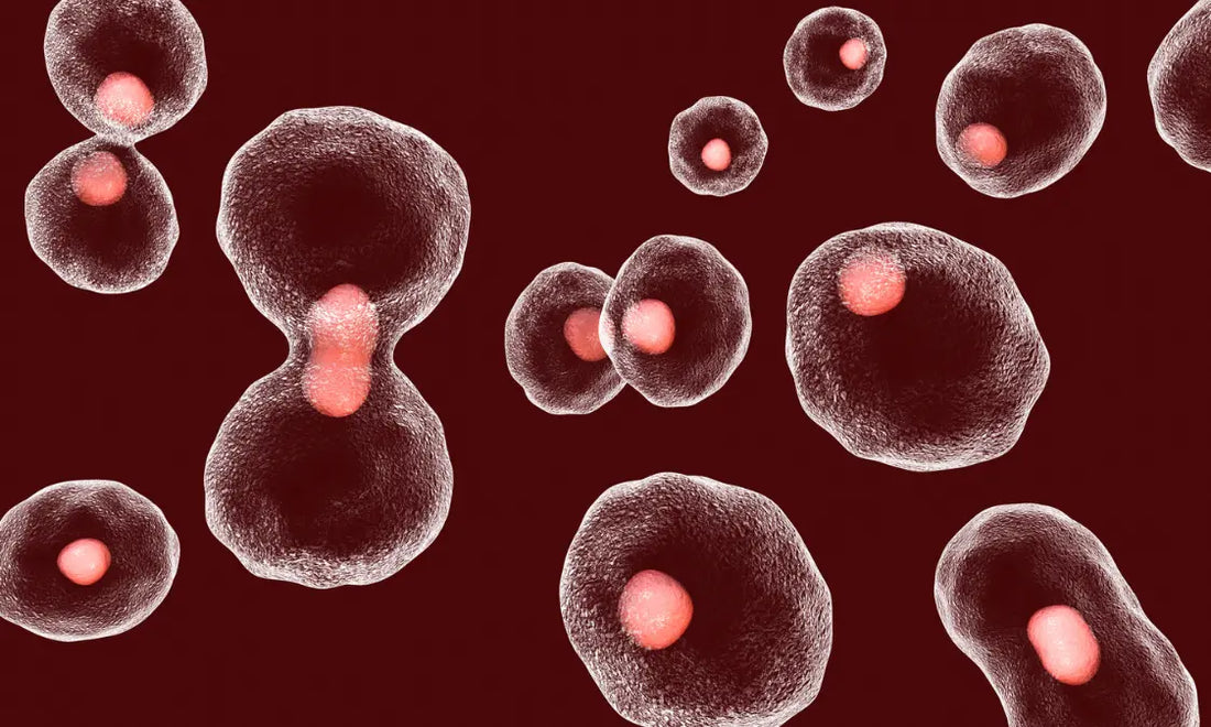 Mature New Zealand adult with healthy natural skin and subtle abstract telomere-inspired cellular motif