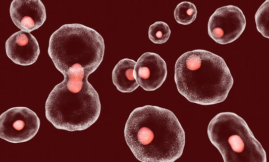 Mature New Zealand adult with healthy natural skin and subtle abstract telomere-inspired cellular motif