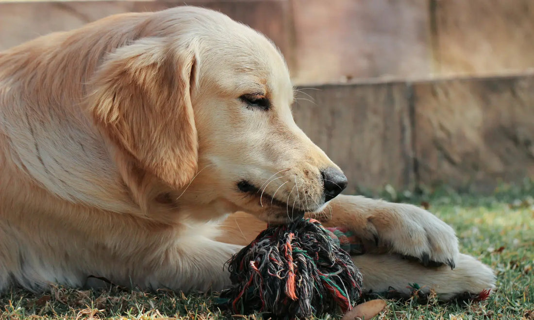 Dog beside a food bowl comparing joint supplement powder and chews