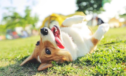 Dog pausing before a couch at home as an owner tracks dog mobility changes NZ