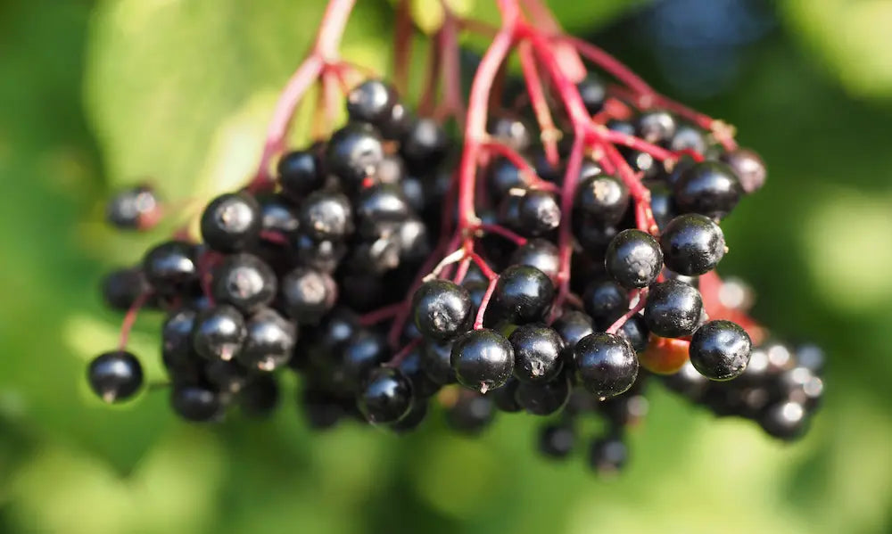 Elderberry Supplements NZ: What to Look For Beyond the Berry