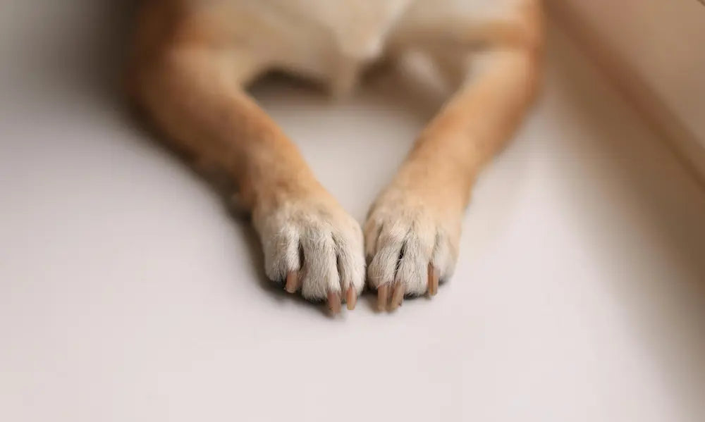 Dog owner adding joint supplement powder to dinner for gradual pet mobility support in New Zealand