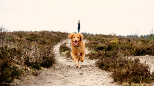 Joint Health for Pets: Signs, Causes, and Support