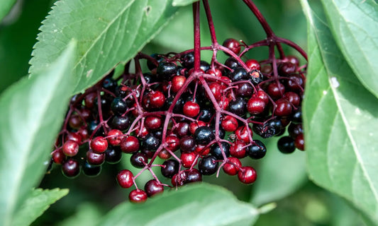 Puraz Immune Defence capsules beside zinc-rich foods and dark elderberries for a zinc vs elderberry label comparison