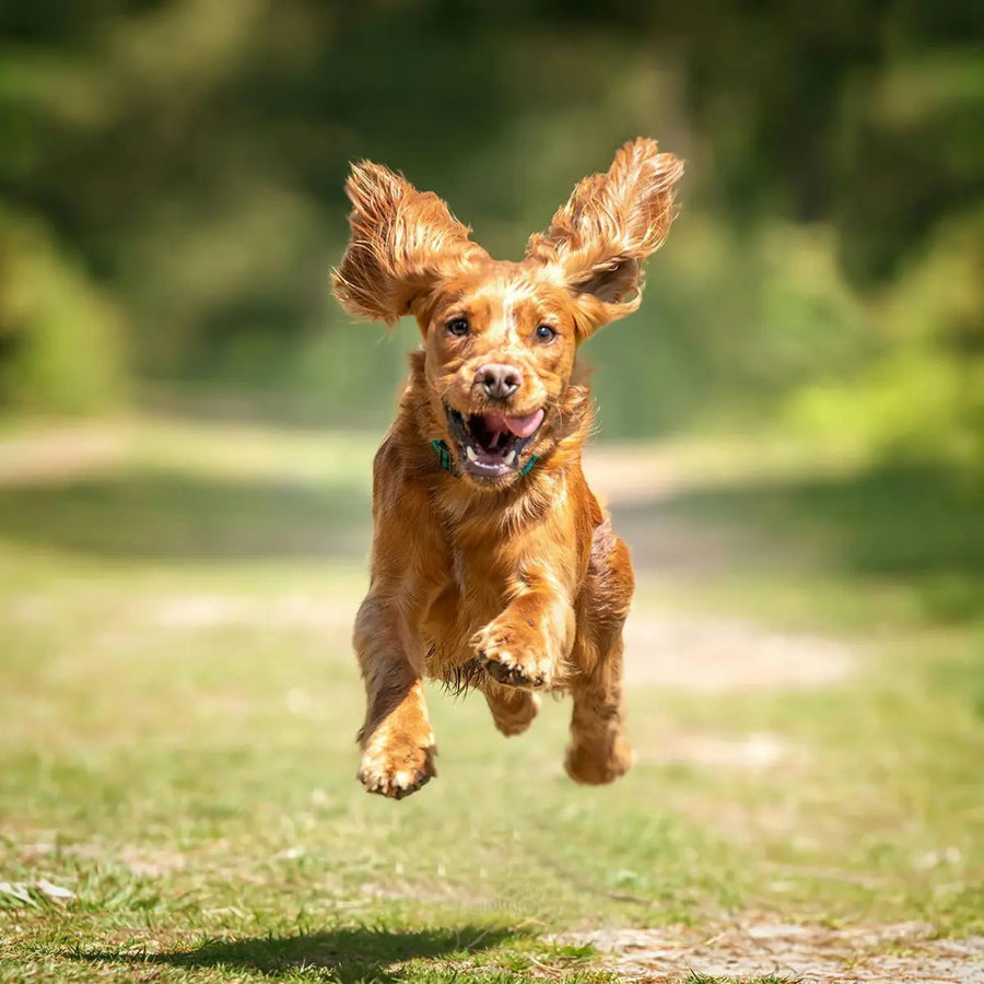 Pet Mobility Supplements NZ