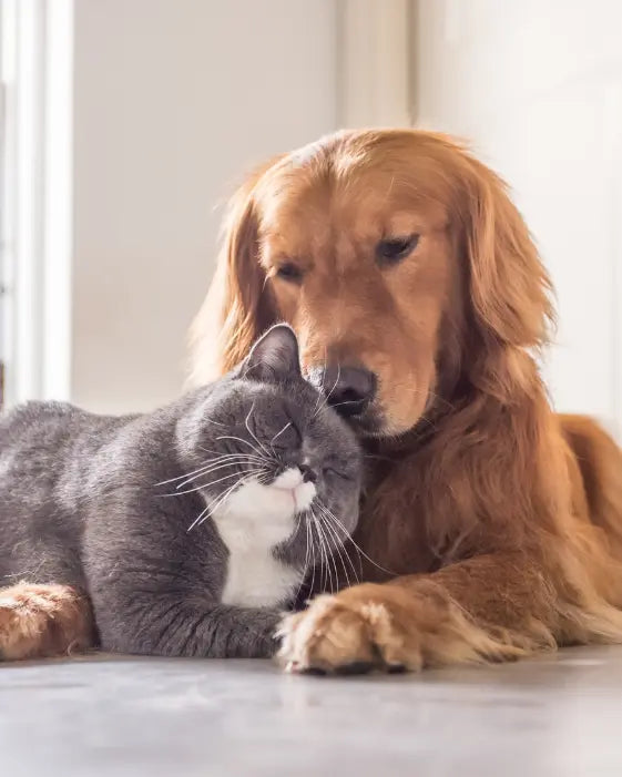 Choose by pet size and routine