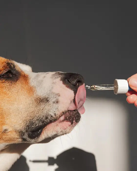 Compare dog joint supplements NZ carefully