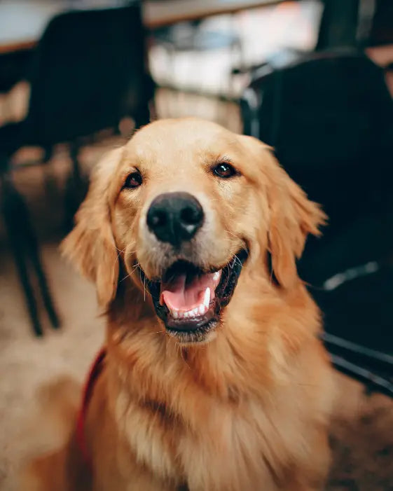 Know when to ask your vet