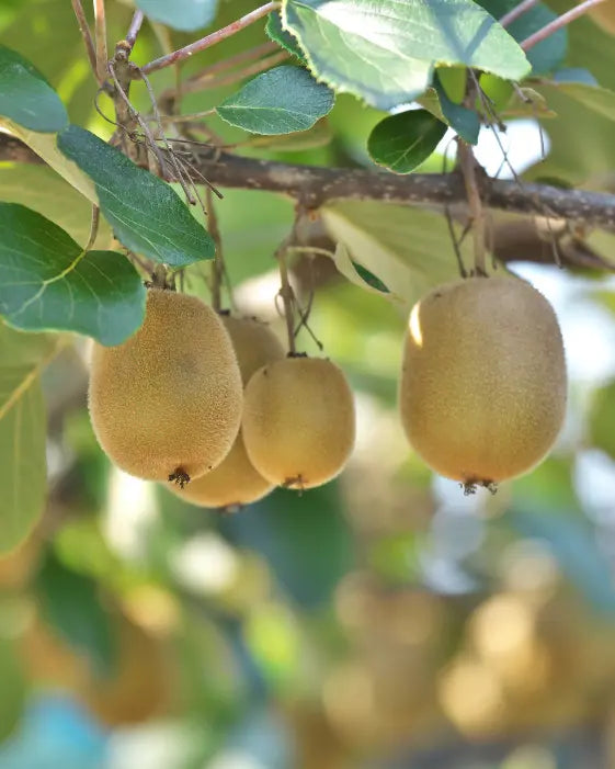 Prebiotic NZ support from gold kiwifruit