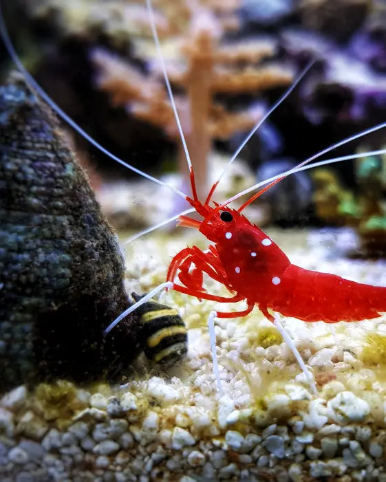 Where krill oil NZ fits in