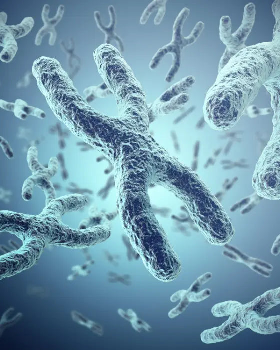 Where telomere supplements fit